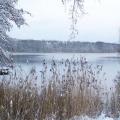 Schilf im Schnee (tn_100_4053.jpg) Zeesner See im Landkreis Dahme Spreewald